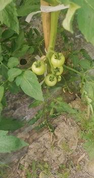 谁爆料冰岛的瓜果树视频,揭秘神秘瓜果树视频背后的真相  第1张